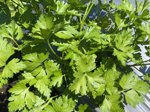 栽培期間農薬不使用　イタリアンパセリ　フレッシュハーブ　500グラム