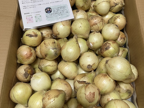 【訳あり】使いやすい小ぶりサイズ 愛知県豊田市旭産 新たまねぎ 10kg ※梱包込み
