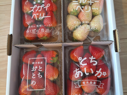 春イチゴ】【お得価格】摘みたて直送！ミルキーベリー入り！とちぎの