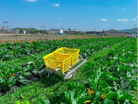 【化学農薬・化学肥料不使用】ズッキーニ2色セット約1.8Kg（８~１０本入）