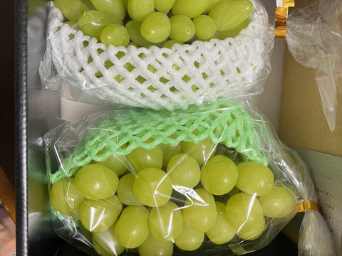 美味しくてプレミアムなレアブドウ　小指の想い＆マスカサーティーン (約1.0㎏ 2房)