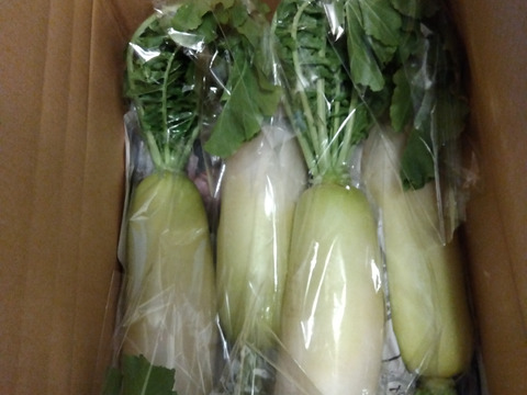 【栽培期間中農薬不使用】甘味が増した青首大根4kg以上（4～５本）