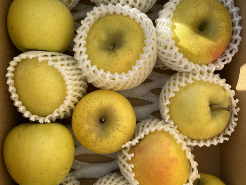 【家庭用】シャキシャキ！サクサク！シナノゴールド 約3kg 信州りんご