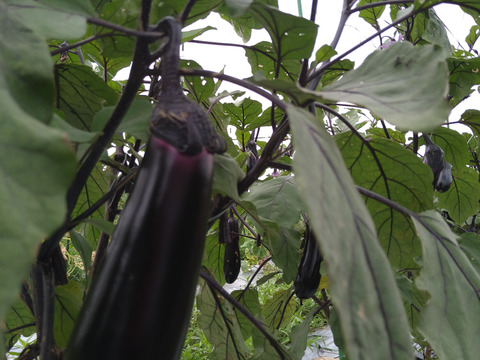 「固定種　真黒茄子」美味い中長なす 1kg