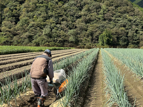 【冬ギフト】「あまくてトロトロ、長ねぎをお届け」兵庫県香美町産長ネギ４ｋｇ（箱入約30-40本）採れたてを発送《白ネギ》