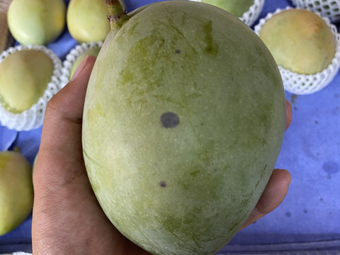 【家庭用】沖縄県産完熟キーツマンゴー　800g（1~2玉）