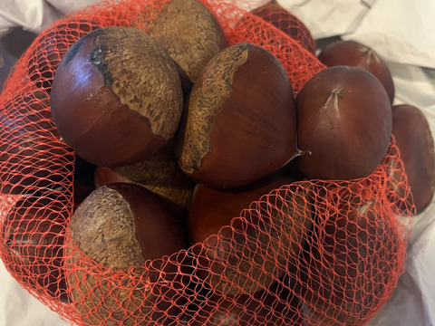 小布施産2L〜大粒栗　採れたてホクホク無燻蒸の小布施栗1kgクール便