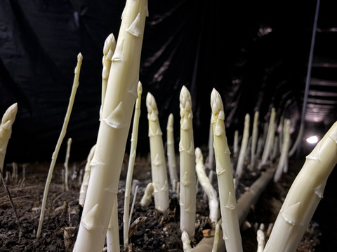 香川県産ホワイトアスパラ　Mサイズ1キロ「さぬきのめざめ」