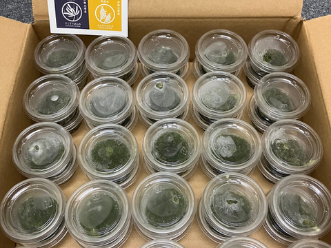 毎日めかぶ！ネバトロ！【産地直送】たたきめかぶ20ｇ小分けパック50個 伊勢志摩産　鳥羽市の離島・菅島沿岸で収穫！　人気のおみやげ　鳥羽のお土産28選　NIPPONFOODSHIFT入賞商品