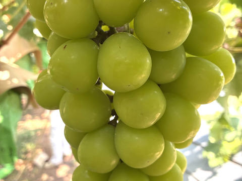 限定1点ﾓﾉ！:特大大粒1房約1000g☆山梨県産シャインマスカット贈答　ギフト　家庭用にも　予約⑩