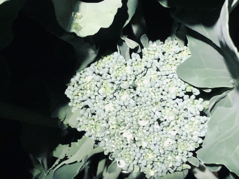 有機肥料と節減対象農薬にこだわった旬の野菜セット