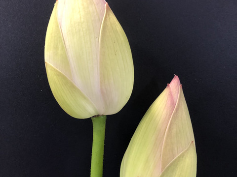 蓮の花【２本入】期間限定　ハスの花（蕾の状態）　観賞用　お供え用　【久保の蓮根】