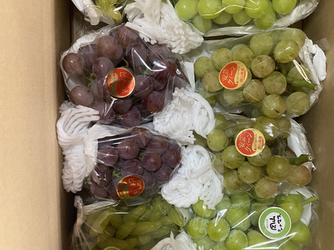 タンポポ農園のブドウたち4.0kg