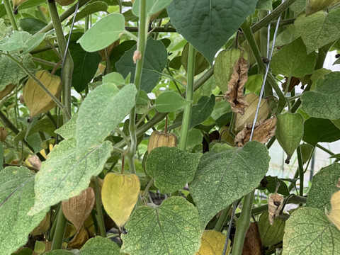 食べるサプリ♪ 自然栽培食用ほおずき400g