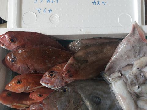 ９月スタート！【最大１ヶ月待ちになります🙇】🐟未利用魚🐟️訳ありを安くお得に！漁師の分け前セット３㎏程度