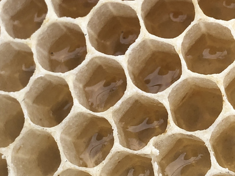 やさしい甘さの百花蜜（500g）
2025年産