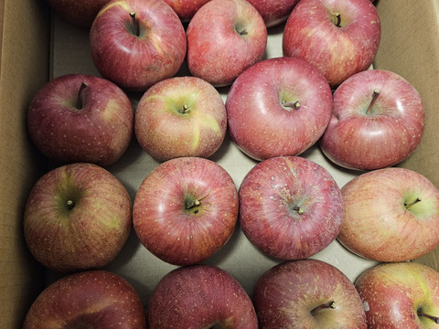 果汁溢れる！ サンふじ【わけあり家庭用 5kg 】