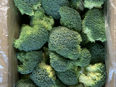 採りたてカットブロッコリー群馬県産（2kg以上）