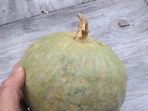 カボチャ　中（ハーフ）