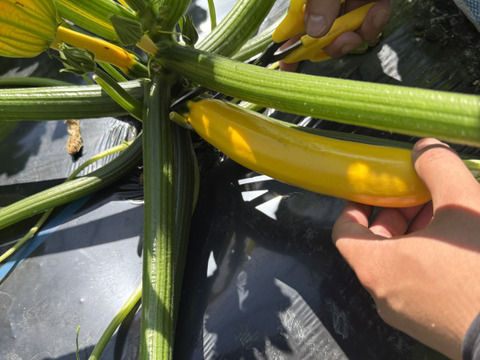 【菌ちゃん農法】朝採れ! ズッキーニ 和歌山県産 2kg 緑・黄色混合 化学肥料・動物性肥料・農薬不使用