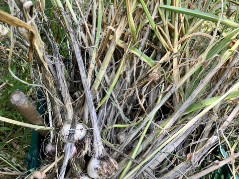 免疫力アップや疲労回復！にんにくパウダー20g(栽培期間中農薬不使用)