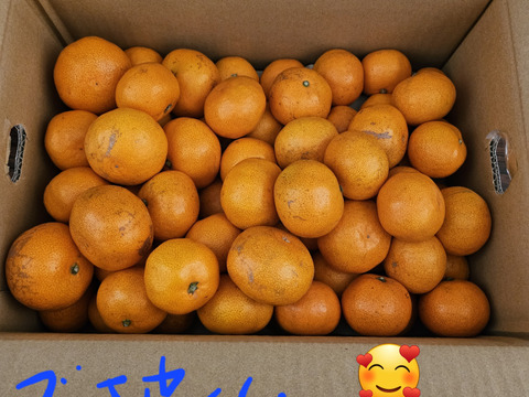 三ヶ日早生みかん「ブサ皮くん」5kg