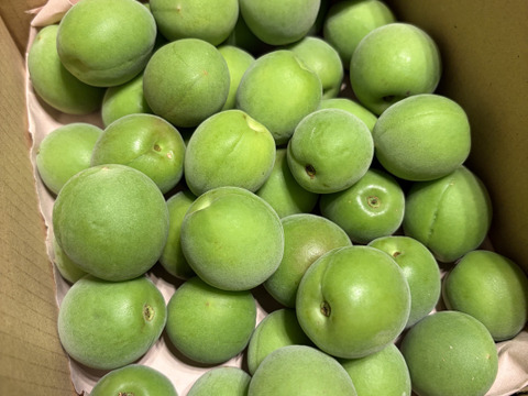 収穫当日に発送！青梅の代表格「白加賀」1kg：群馬県産の白加賀｜食べ