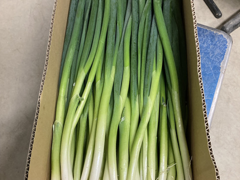 ★訳あり★　料理のプロが認める　京都「山城のねぎ」1kg×2束（京野菜）