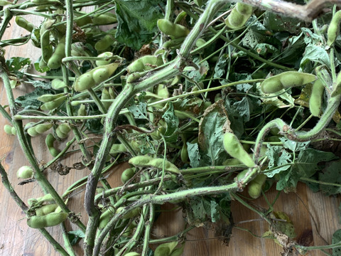 【自然栽培】【10年自家採取したタネから栽培した枝豆】（2kg）収穫してすぐ発送