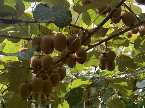 おまけ&レシピ付き！熟すと甘〜いグリーンキウイ！みつばちキウイ®中玉450g＋甘夏1個〈農薬・化学肥料不使用〉