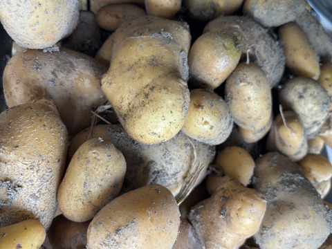 煮崩れしにくいジャガイモ　メークイン　3キロ入り