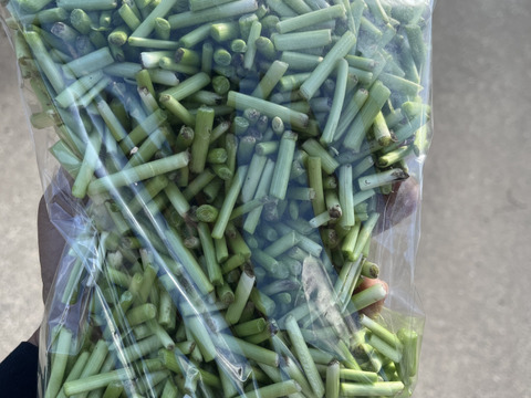 1年間採れたてのニラづくし‼️ニラ好き様のためのニラだけの定期便✨月毎に違ったニラが楽しめます。