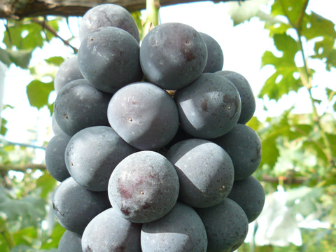 【カナダ人農園主の真心を込めた】ニューピオーネとシャインマスカットの詰め合わせ約２ｋｇ（ご家庭用）