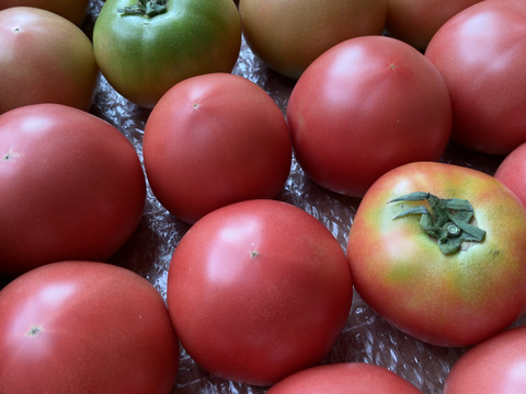 今が旬!高原トマト80サイズ箱おまかせ size(収穫時期によってサイズが異なります)