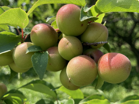 自然農法で大事に育てた小梅（青〜ちょっと黄色）（1kg）