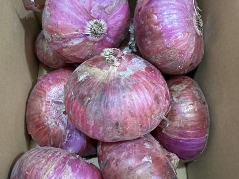 訳ありレッドオニオン❣️3kg〜玉ねぎ大国淡路島からの玉ねぎ