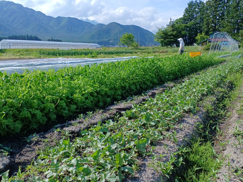 【夏ギフト】ピリッとスッキリ！わさび菜1k！～農薬/化学肥料・不使用