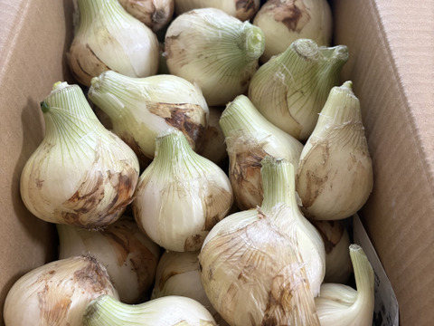 大好評，地層が違う淡路島、訳訳あり新玉ねぎスーパーアップ６キロ(風袋込み)