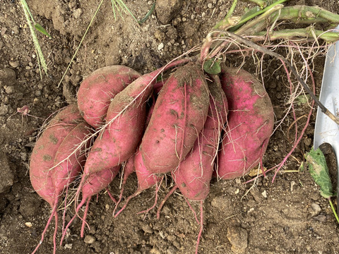 自然農法★熟成★栄養価の高いサツマイモ紅おとめ　土付き　　2kg
