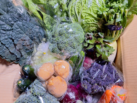 違いがわかる主婦の【春野菜Mセット】箱一杯に詰めます！