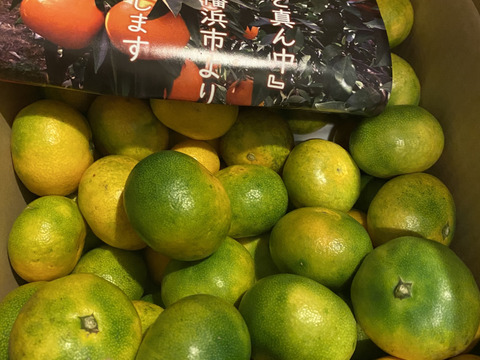 【家庭用】極早生みかん5.5kg(小玉サイズ) 採れたて新鮮！甘酸っぱい青みかん♡