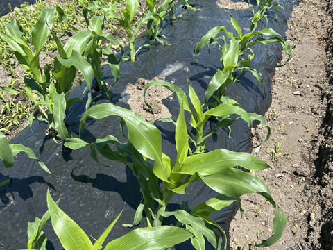 【白いとうもろこし予約販売】希少種クリスピーホワイト 4.5kg