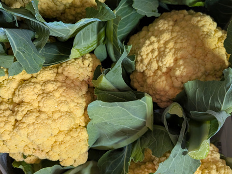 （８個）オレンジカリフラワー