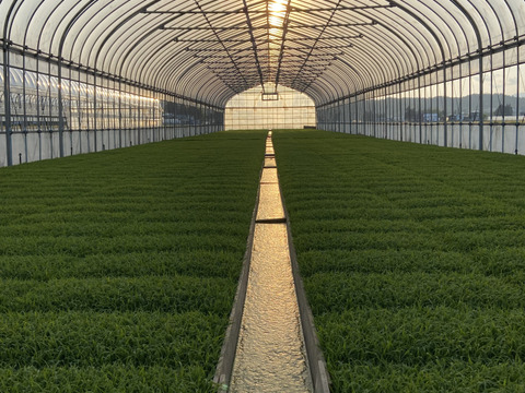 山形県産　はえぬき　玄米　4kg