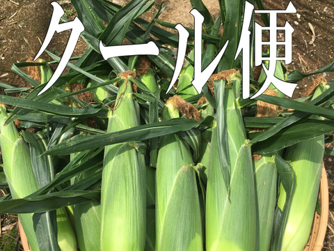 今シーズン最終販売！極甘スイートコーン♥ドルチェドリーム9本入りLLサイズ、クール便