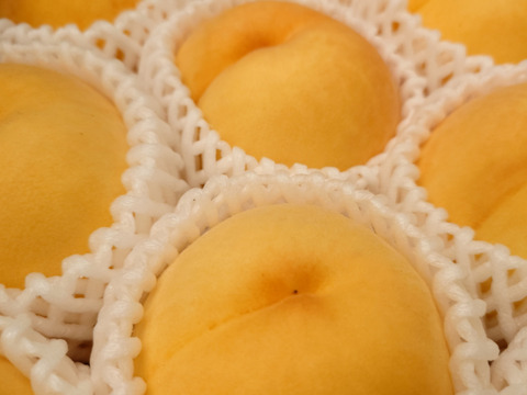 【 🍑黄金桃•家庭用🍑 】山形県天童産 桃 3.0k 【 果肉ジューシー 】お米とご一緒に！