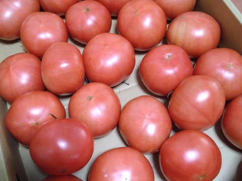 【訳有り品】規格外トマト約3.6キロ