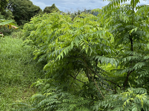 【沖縄県産、摘みたて出荷】カレーリーフ 30g