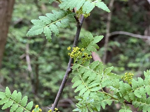 森育ち！天然の花山椒　20g