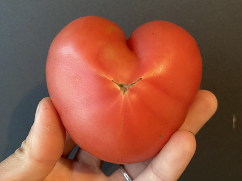 【食べ比べ2kgセット】🍅完熟トマト1.5kg(8〜12玉)・カラフルミニトマト500gの食べ比べセット🍅総量2kg